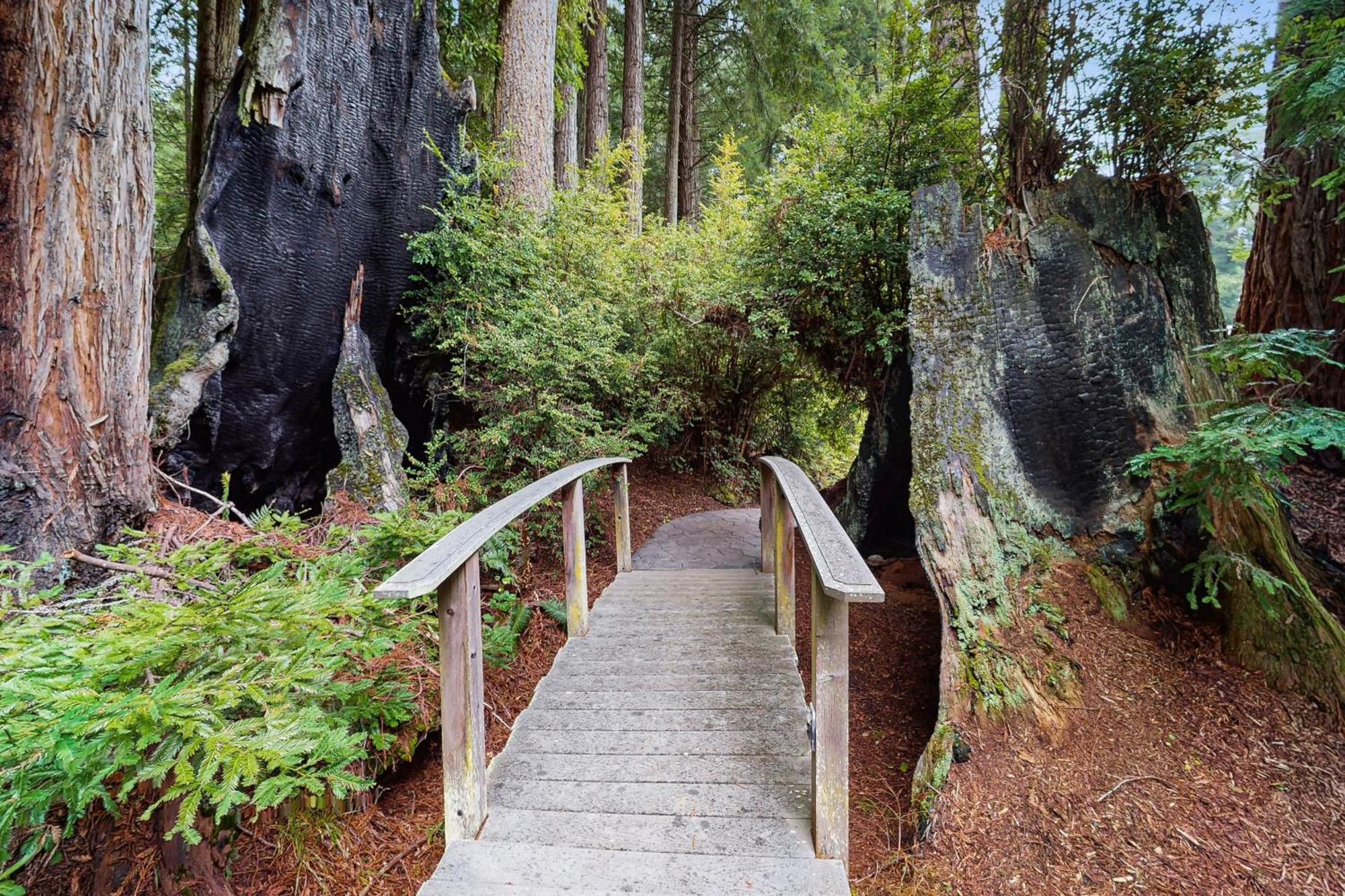 Serene Redwood Retreat Arcata Exteriör bild