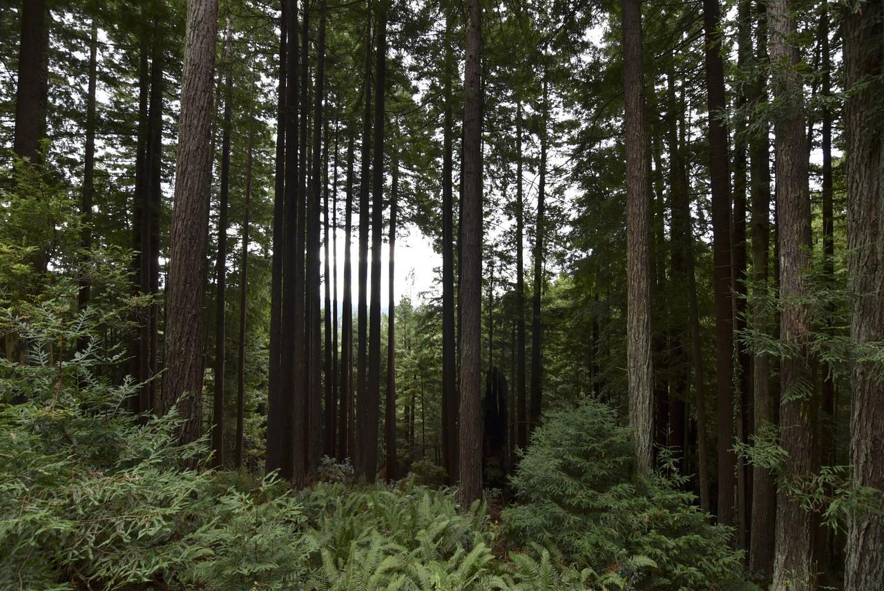 Serene Redwood Retreat Arcata Exteriör bild