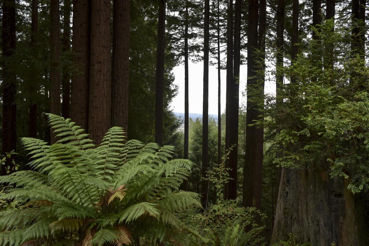 Serene Redwood Retreat Arcata Exteriör bild